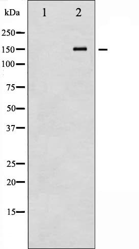Polyclonal Rabbit anti-Human NOS3 / eNOS Antibody (phospho-Thr494, IF, WB)