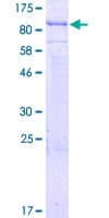 Human SEC16B Protein (Recombinant GST)