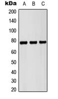 PCNT / Pericentrin Antibody (Internal)
