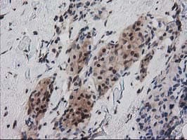 RNH1 Antibody (clone OTI1B7)