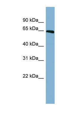 AML1 / RUNX1 Antibody (C-Terminus)