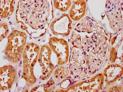 SLC6A19 Antibody