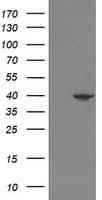 NECAB1 Antibody (clone OTI4G8)