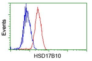 HSD17B10 / HADH2 Antibody (clone OTI11A2, Carrier-free)