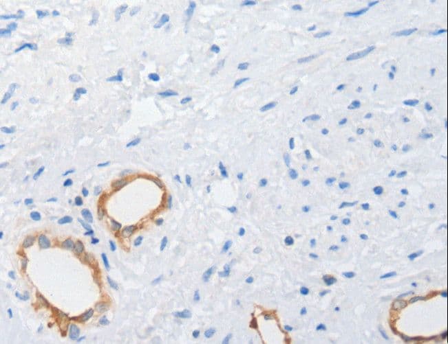 MUC5AC Antibody