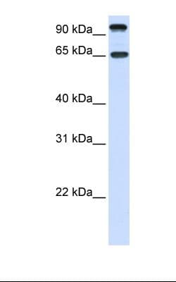PathPlus™ NTRK3 / TRKC Antibody (C-Terminus)