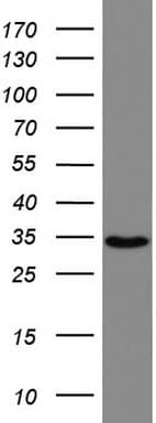 Monoclonal Mouse anti-Human HADH Antibody (clone UMAB151, aa57-314, IHC, WB)