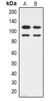 CDK11B / CDC2L1 Antibody (N-Terminus)