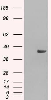IHC-plus™ SNX16 Antibody (aa2-14)