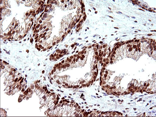 POLR3GL Antibody (clone OTI5E8, Carrier-free)