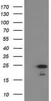 HDHD1 Antibody (clone OTI2E10, Carrier-free)