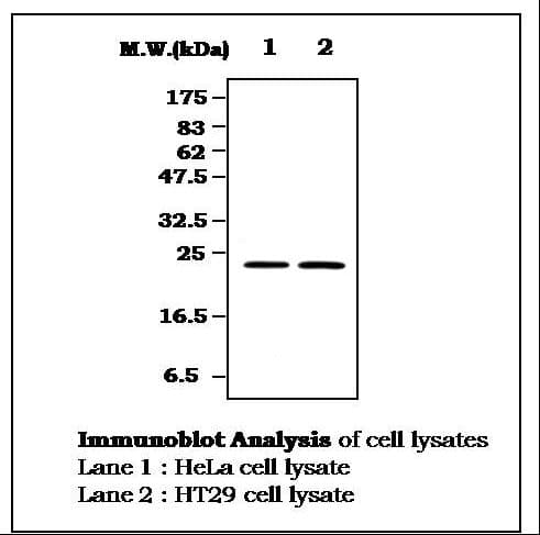 IHC-plus™ RRAS Antibody (clone 6A8)
