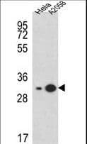 RPS3A / Ribosomal Protein S3A Antibody (aa228-254)