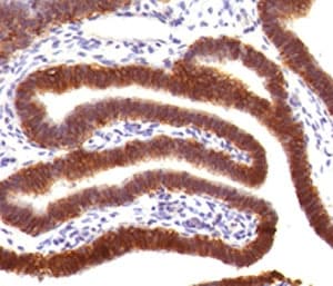 EPCAM Antibody (clone EPM17-4)