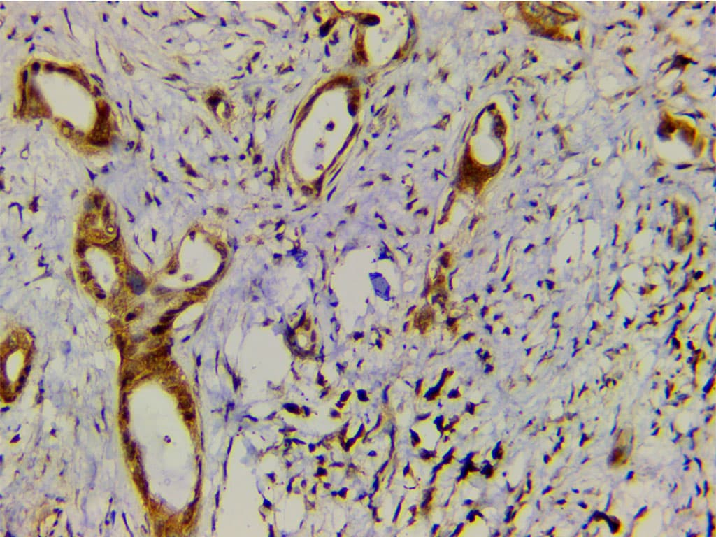 EFNB2 / Ephrin B2 Antibody