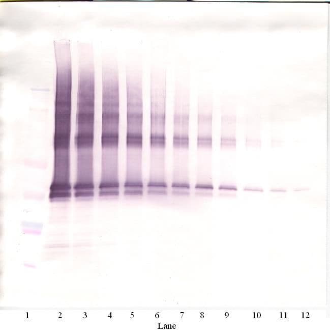 IHC-plus™ NANOG Antibody