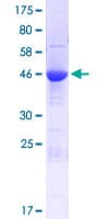 Human SYCE1 Protein (Recombinant GST)