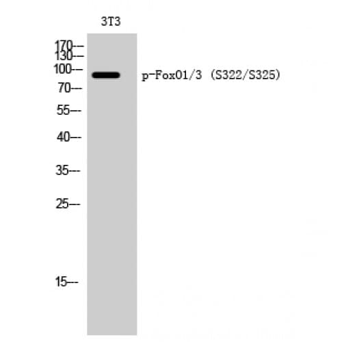 Polyclonal Rabbit anti-Human FOXO1+3 Antibody (260-340 aa, IHC, WB)