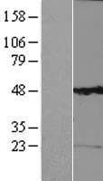 Human K13 / KCNG Protein (Over-Expression Lysate Myc-DDK (Flag))