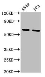 MEGF9 / EGFL5 Antibody