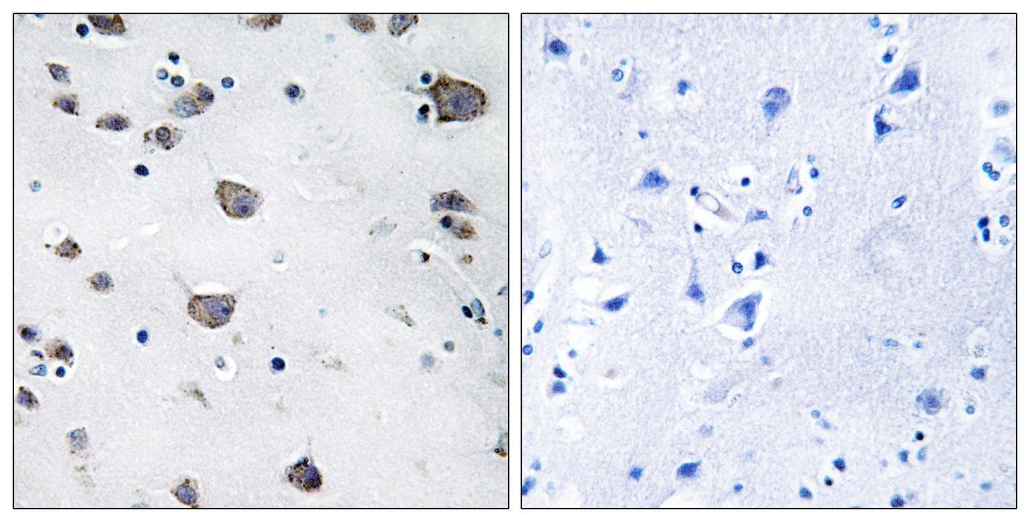 AIFM3 Antibody