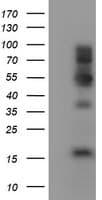 FMR1 / FMRP Antibody (clone OTI1H9)