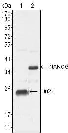 Lin-28 Homolog (LIN28) Antibody (Amino Acid: 93-209, clone 6D1F9)