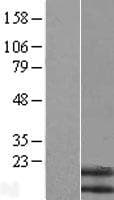 NMB / Neuromedin B Protein (Over-Expression Lysate Myc-DDK (Flag))