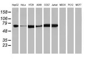 IGF2BP2 Antibody (clone OTI6C4)