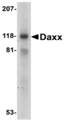 DAXX Antibody