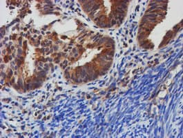 TULP3 Antibody (clone OTI4E5)