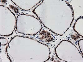 SNX8 Antibody (clone OTI1E5)