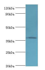 Polyclonal Rabbit anti-Human AIM / CD5L Antibody (aa20-347, WB)