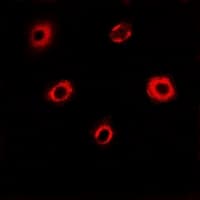EIF4A1 Antibody