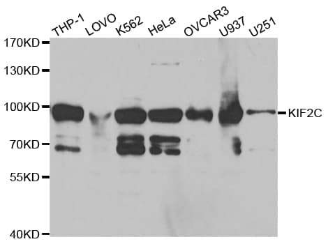KIF2C / MCAK Antibody