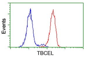 TBCEL / E-Like Antibody (clone OTI3H3)