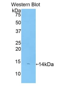 CXCL4 / PF4 Antibody (aa31-101, Biotin)