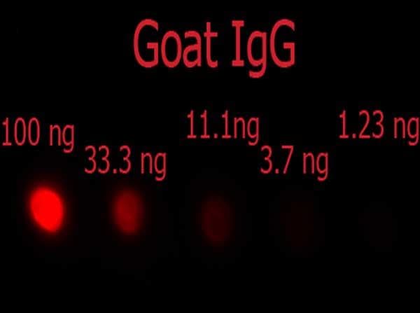 Donkey Anti-Goat IgG Secondary Antibody (RPE)