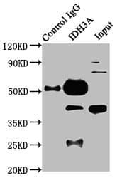 IDH3A Antibody
