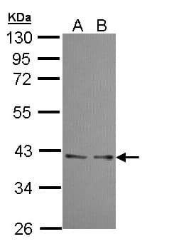UFD1L Antibody (aa1-307)