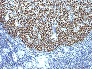 BCL6 Antibody (clone SPM602, Azide-free, BSA-free)