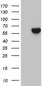 ZNF329 Antibody (aa1-203, clone OTI6B12)