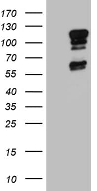 ELF1 Antibody (clone OTI3D3)