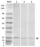SOD1 / Cu-Zn SOD Antibody