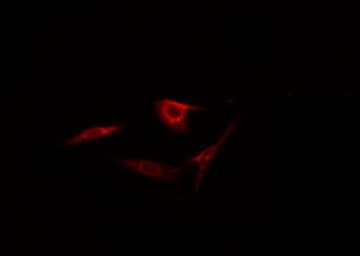 HnRNPLL / HNRPLL Antibody
