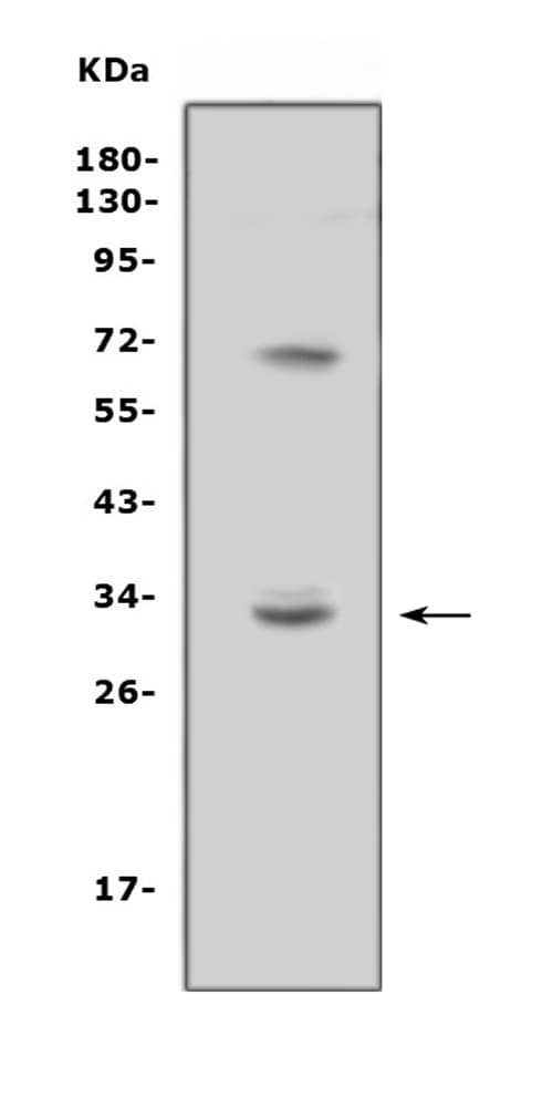 Polyclonal Rabbit anti-Human TREML1 / TLT1 Antibody (WB)