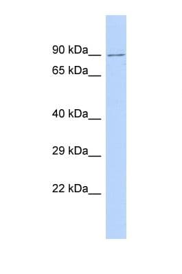 PARP14 Antibody (C-Terminus)