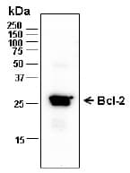 BCL2 / Bcl-2 Antibody (N-term, Preservative Free)