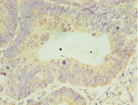 CLK2 Antibody (aa240-499)