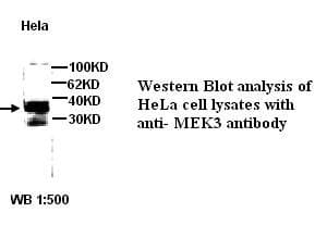 Polyclonal Rabbit anti-Human MAP2K3 / MEK3 / MKK3 Antibody (IHC, WB)